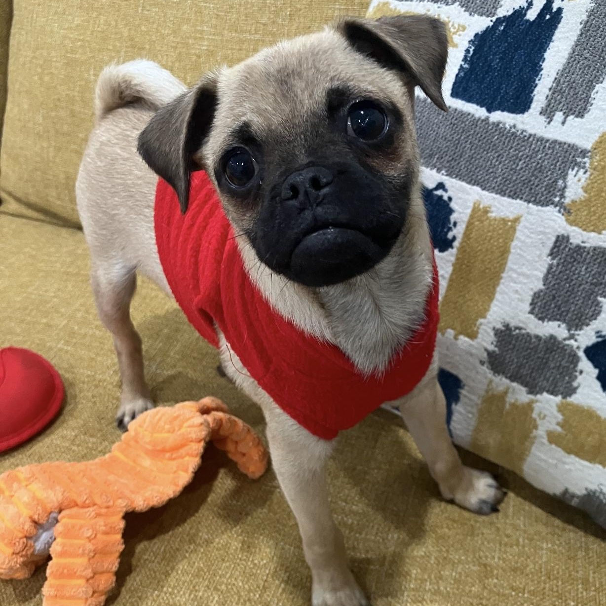 Jax, ADOPTABLE, Puppy Male Pug & Chug.