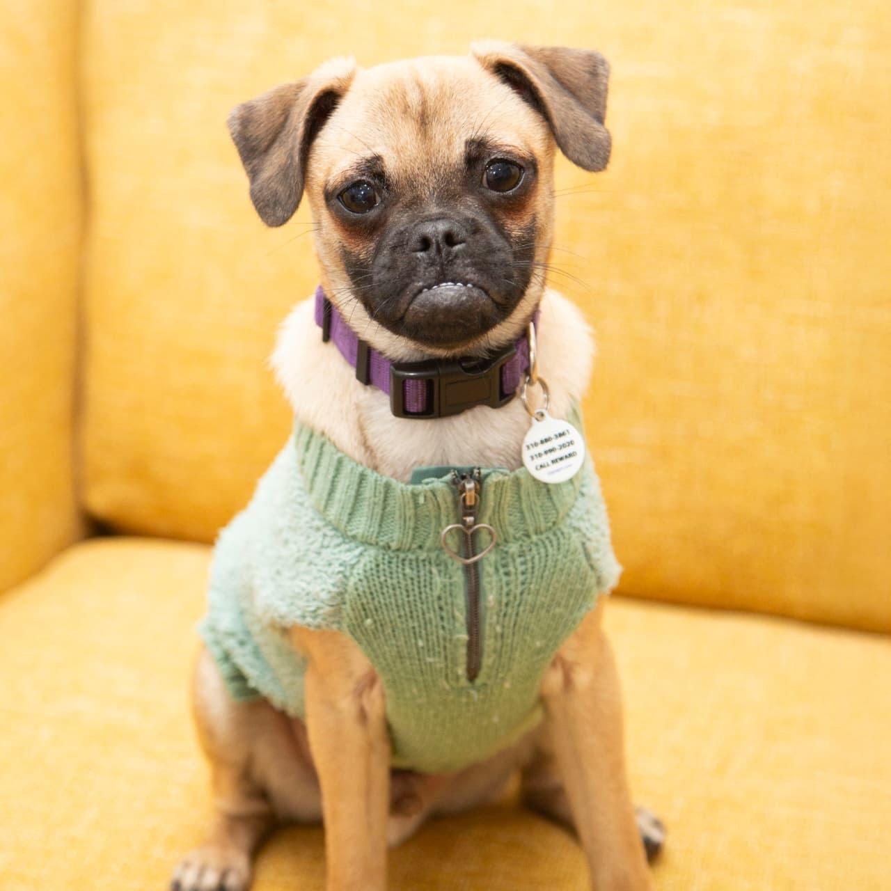 Enlarge Jax, a ADOPTABLE mixed breed in Santa Monica, CA image 2/6