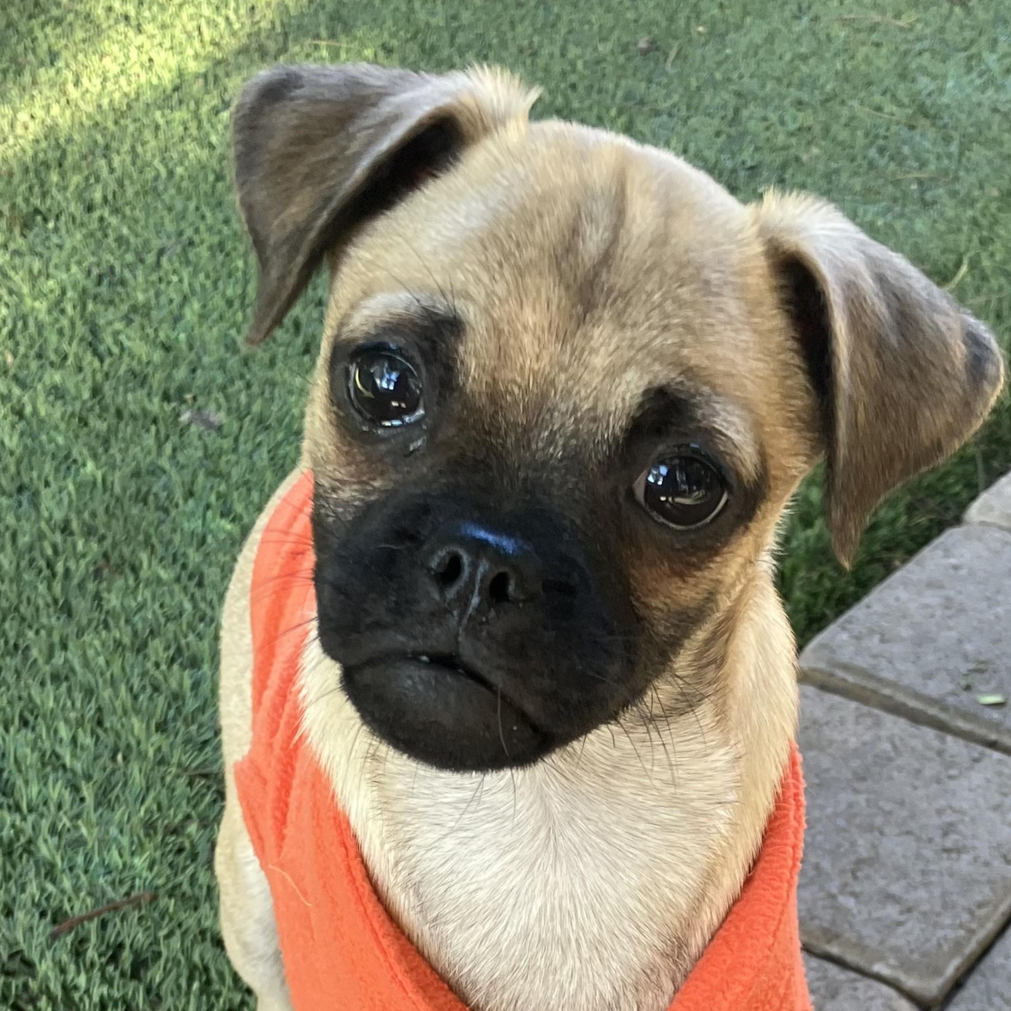 Enlarge Jax, a ADOPTABLE mixed breed in Santa Monica, CA image 3/6