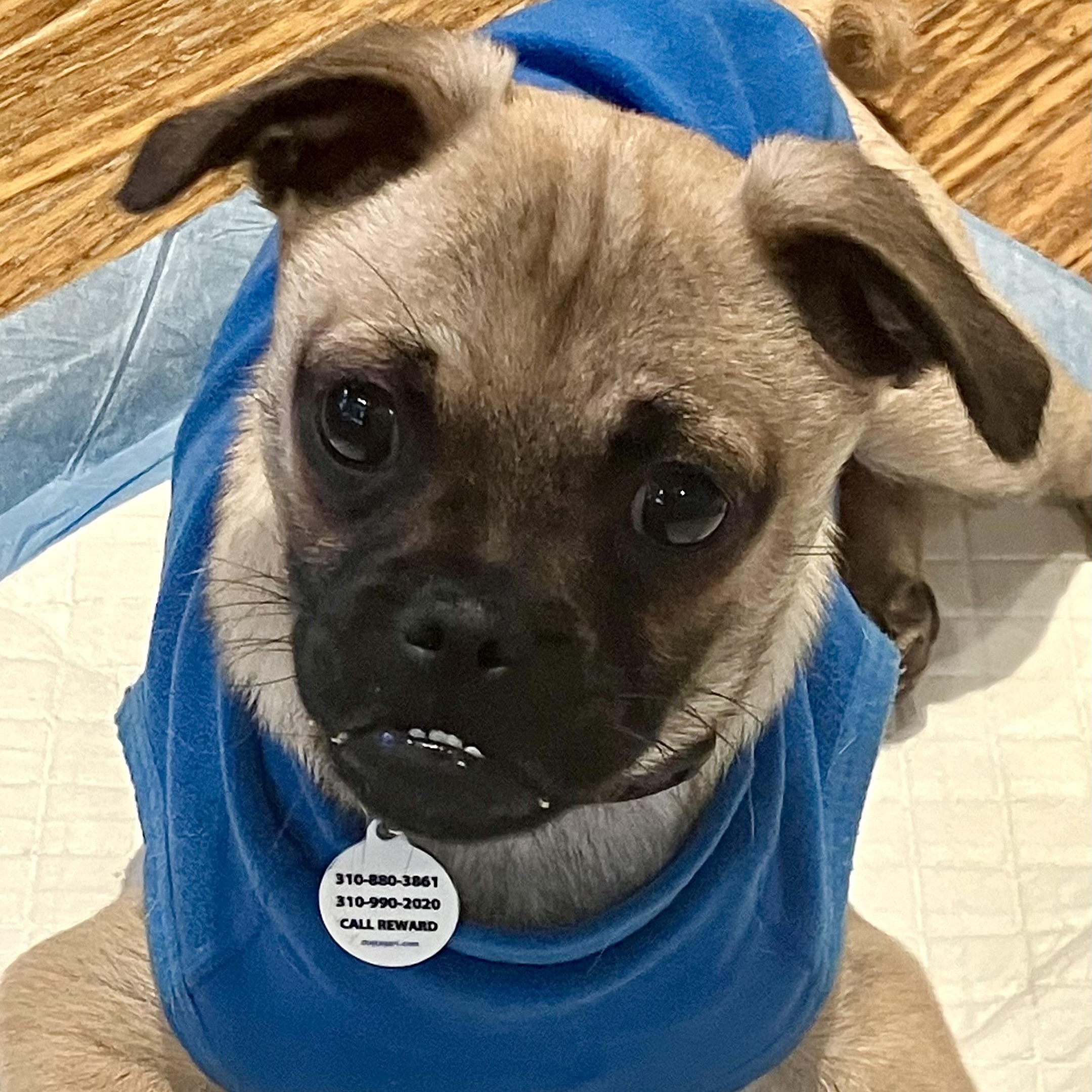 Enlarge Jax, a ADOPTABLE mixed breed in Santa Monica, CA image 4/6
