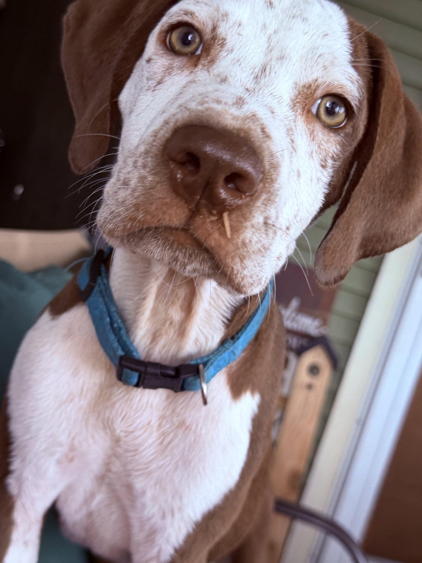 Todd, Adopted, Puppy Male English Coonhound.
