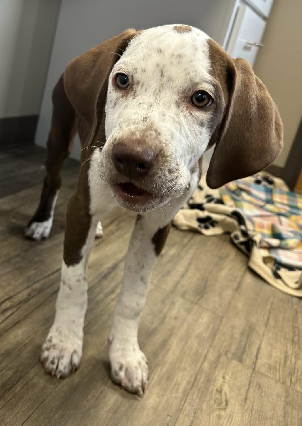 Todd, a Adopted English Coonhound in West Des Moines, IA image 2/3