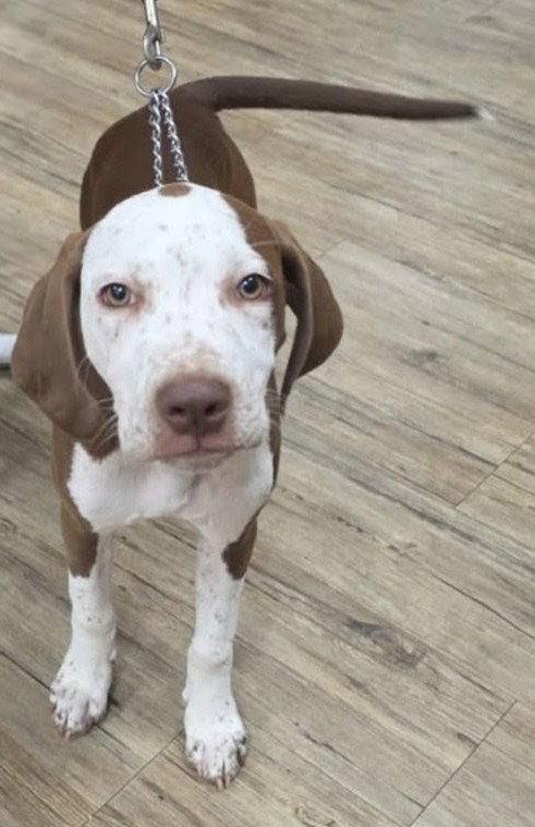 Todd, a Adopted English Coonhound in West Des Moines, IA image 3/3