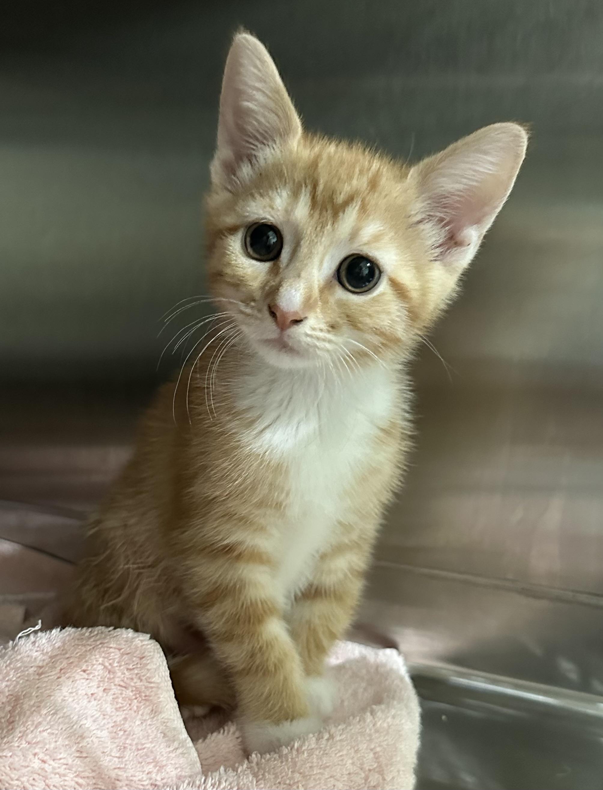 Goldie, a Adoptable mixed breed in Lawrenceville, GA image 1/2