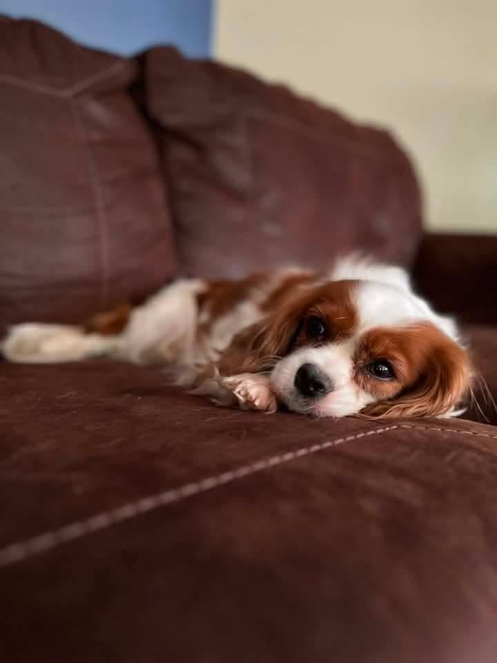 Kristal, Adoptable, Adult Female Cavalier King Charles Spaniel.