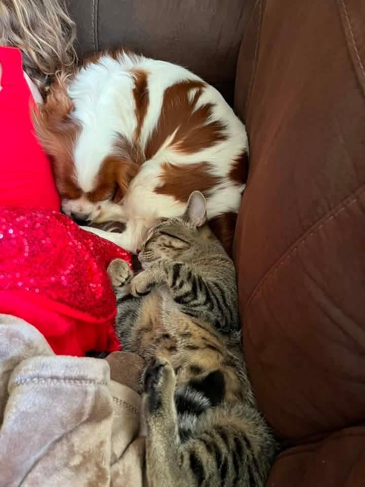 Enlarge Kristal, a Adoptable Cavalier King Charles Spaniel in Wausau, WI image 2/5