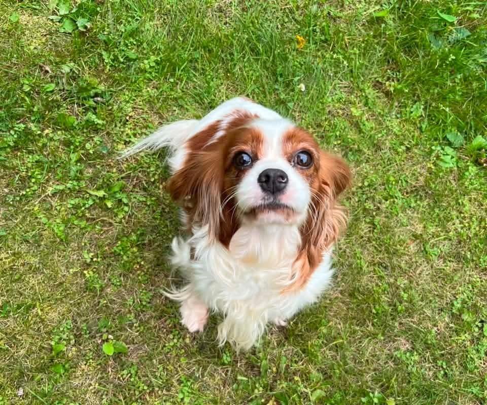 Enlarge Kristal, a Adoptable Cavalier King Charles Spaniel in Wausau, WI image 3/5