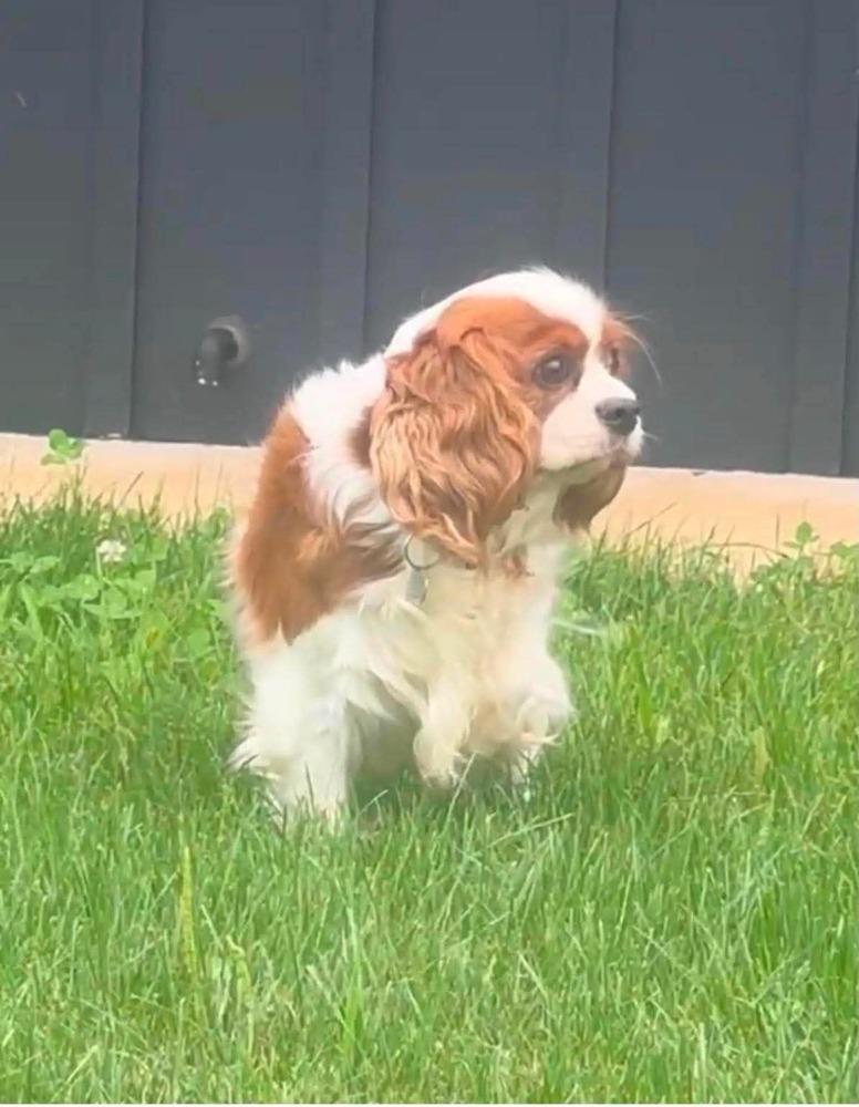 Enlarge Kristal, a Adoptable Cavalier King Charles Spaniel in Wausau, WI image 4/5