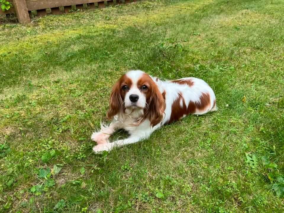 Enlarge Kristal, a Adoptable Cavalier King Charles Spaniel in Wausau, WI image 5/5