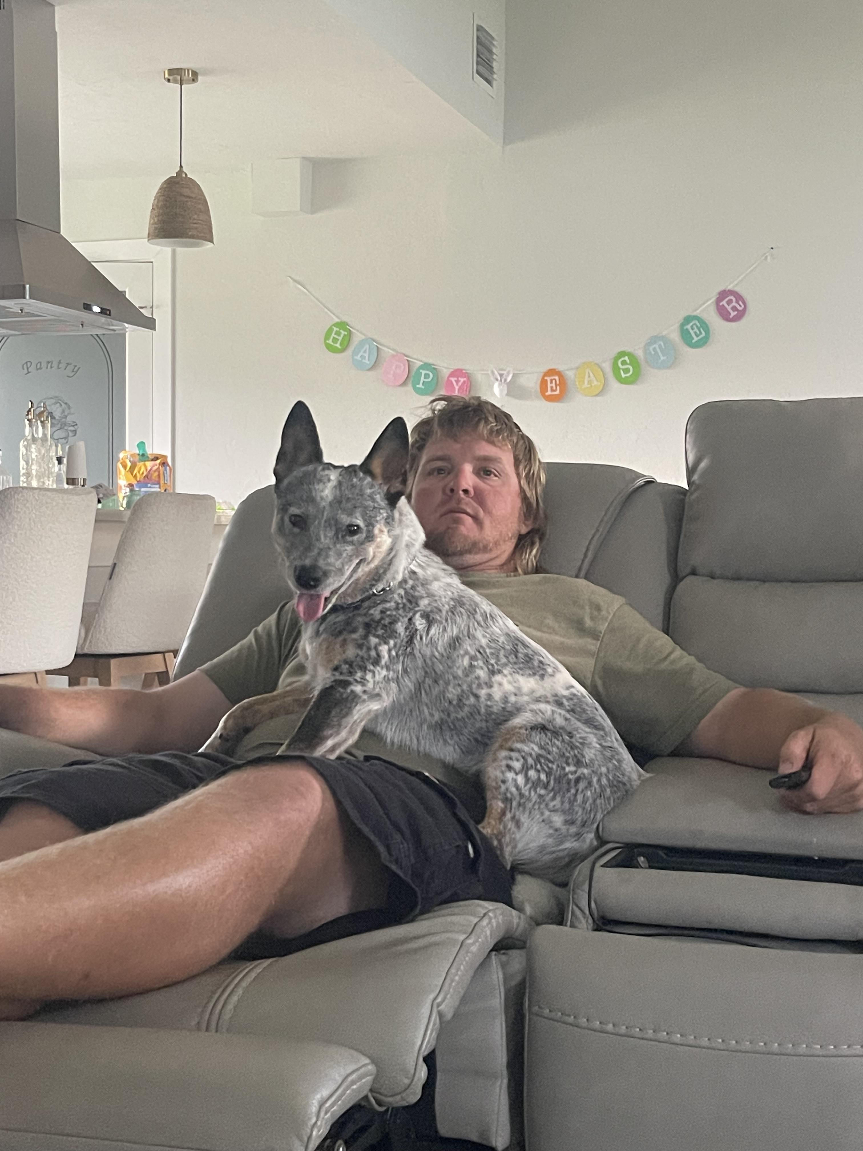 Enlarge Wombat, a Adoptable Australian Cattle Dog / Blue Heeler in Bradenton, FL image 1/6