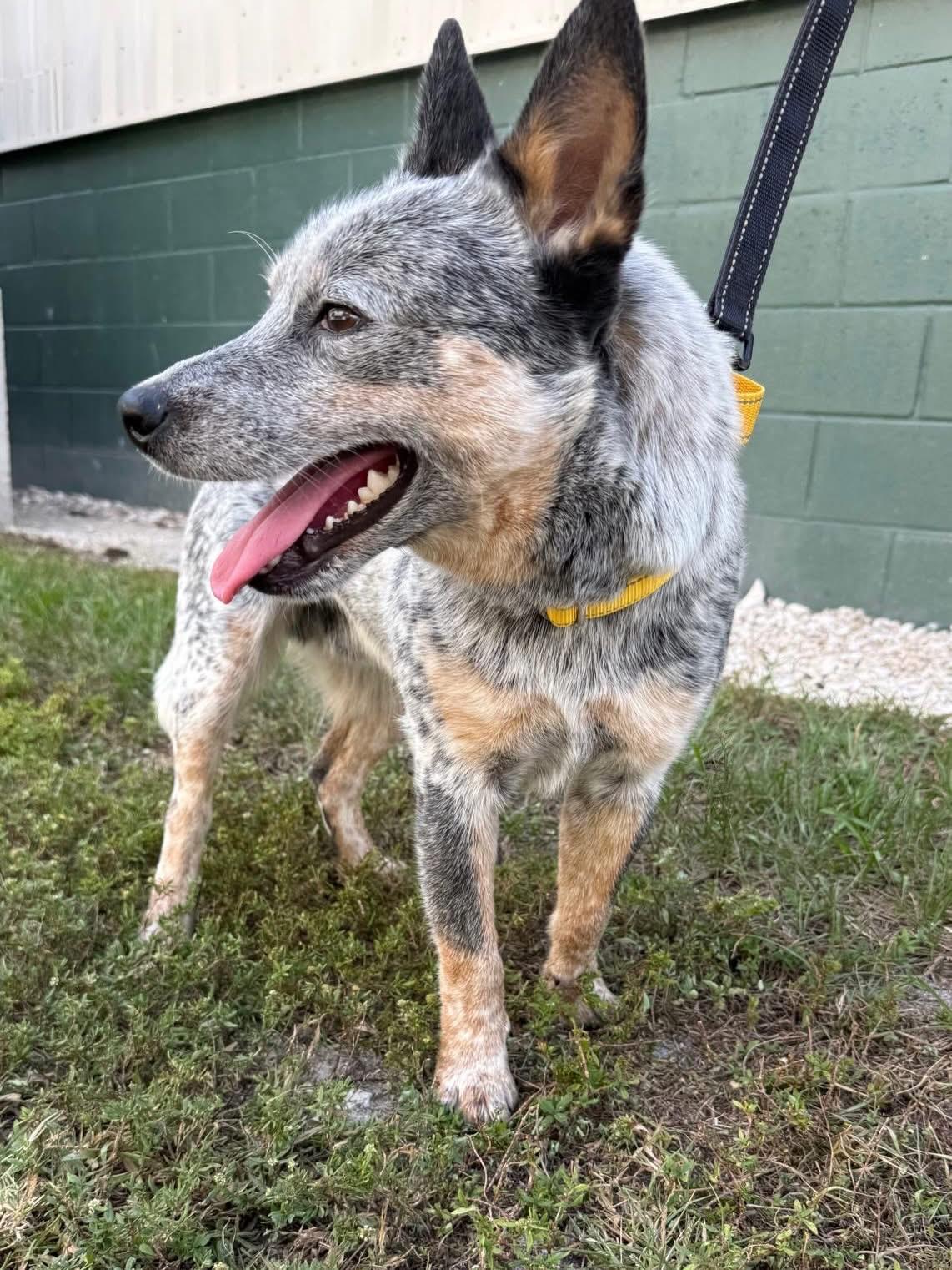 Enlarge Wombat, a Adoptable Australian Cattle Dog / Blue Heeler in Bradenton, FL image 2/6