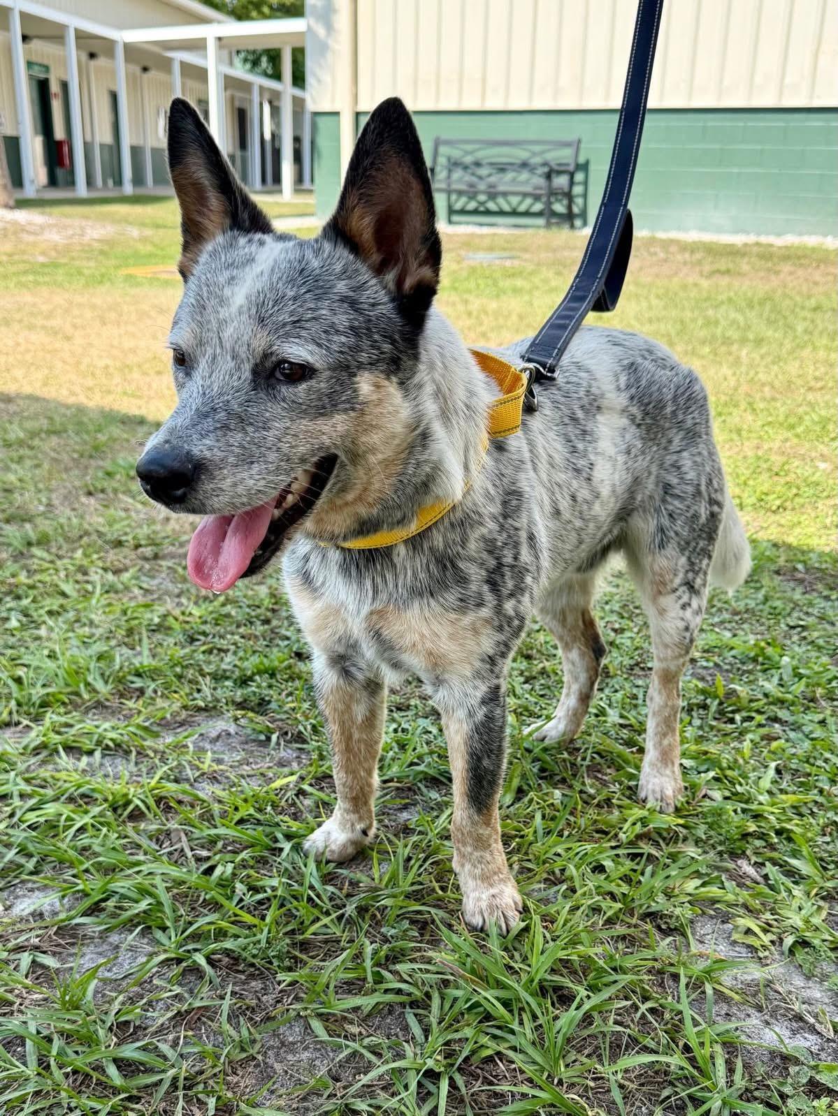 Enlarge Wombat, a Adoptable Australian Cattle Dog / Blue Heeler in Bradenton, FL image 3/6