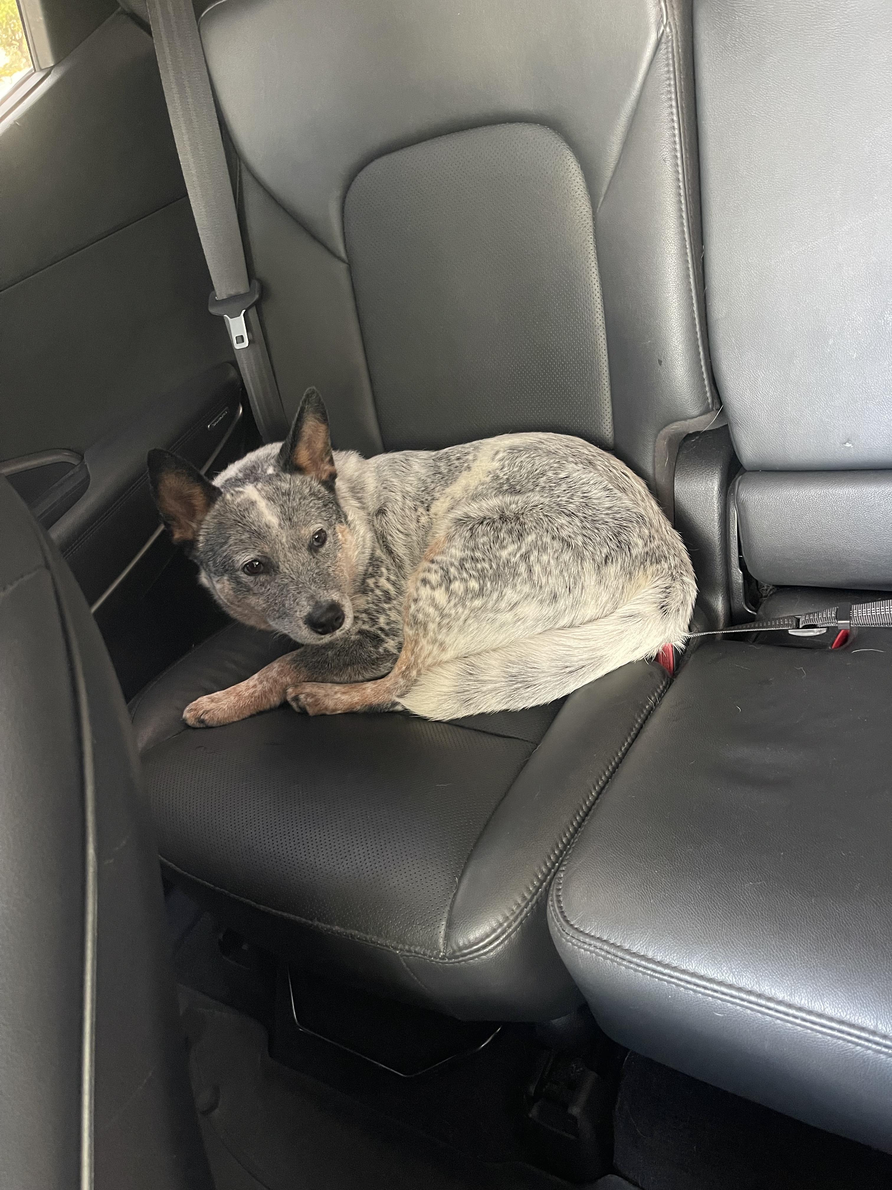 Enlarge Wombat, a Adoptable Australian Cattle Dog / Blue Heeler in Bradenton, FL image 4/6