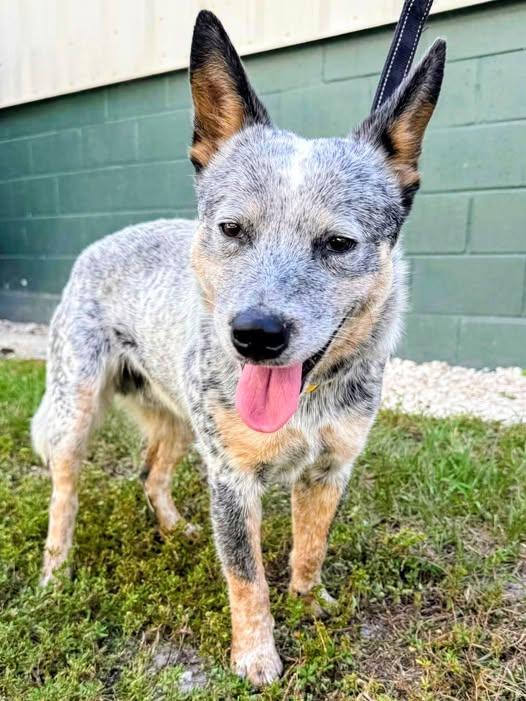 Enlarge Wombat, a Adoptable Australian Cattle Dog / Blue Heeler in Bradenton, FL image 5/6