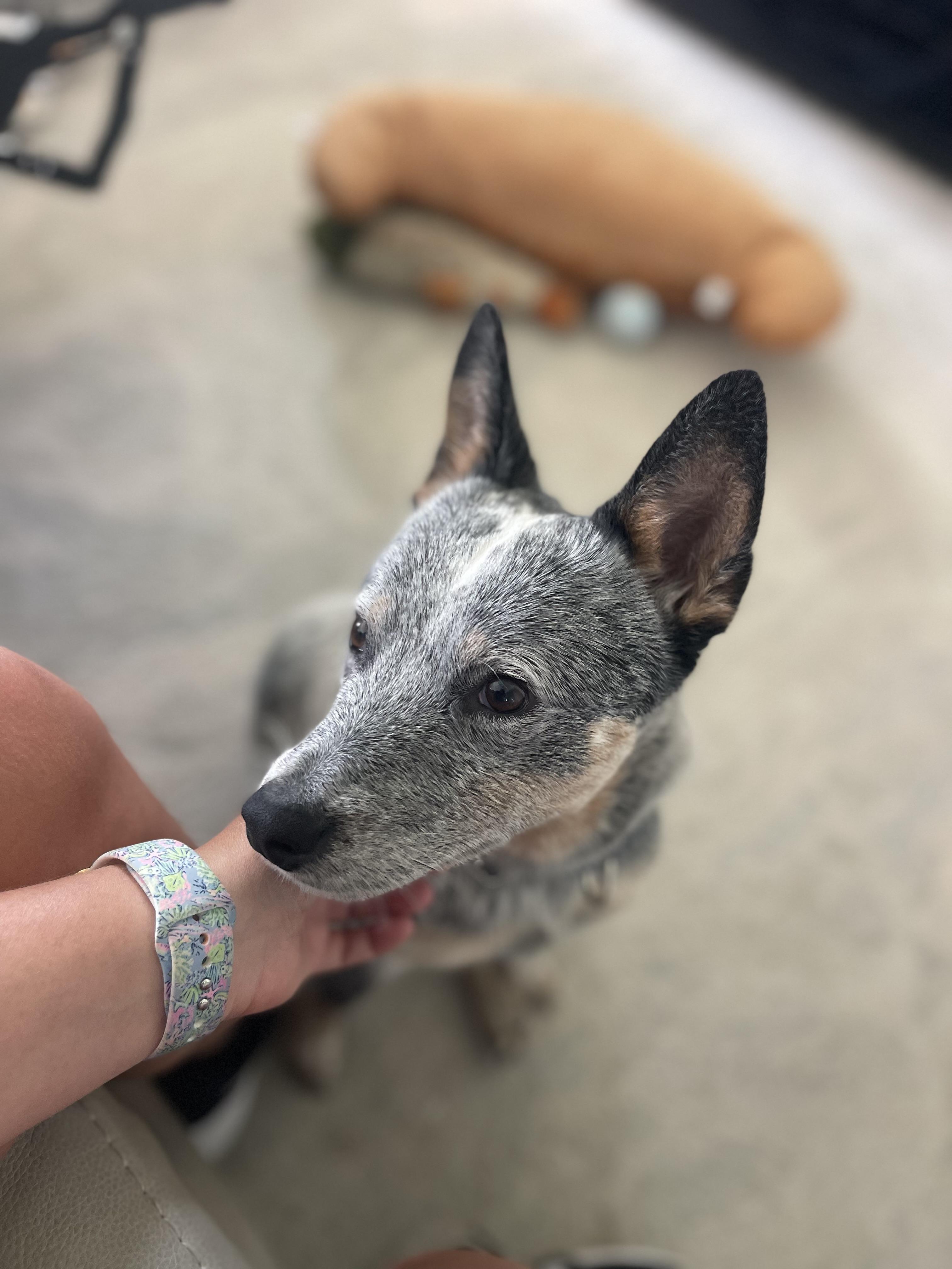 Enlarge Wombat, a Adoptable Australian Cattle Dog / Blue Heeler in Bradenton, FL image 6/6