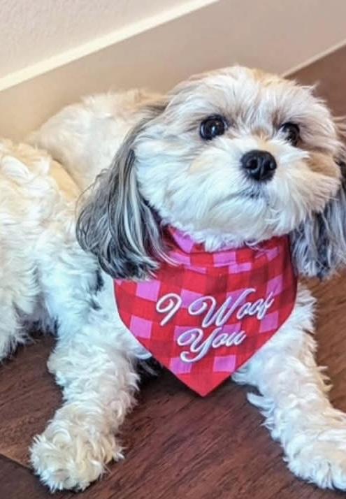 Stormy, Adoptable, Adult Female Cavachon.