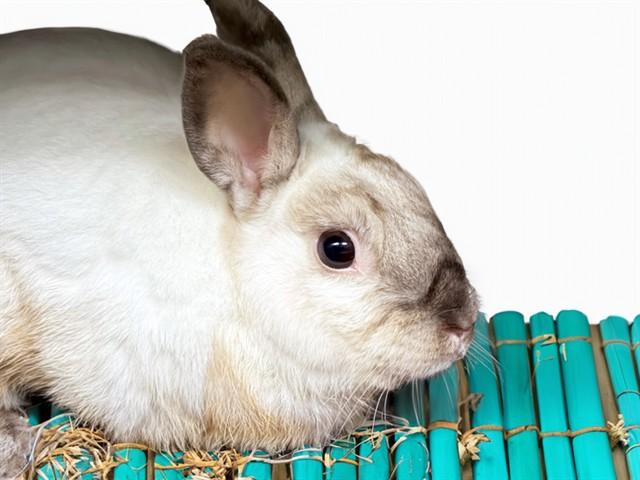 STORMY, Adoptable, Adult Male Bunny Rabbit.