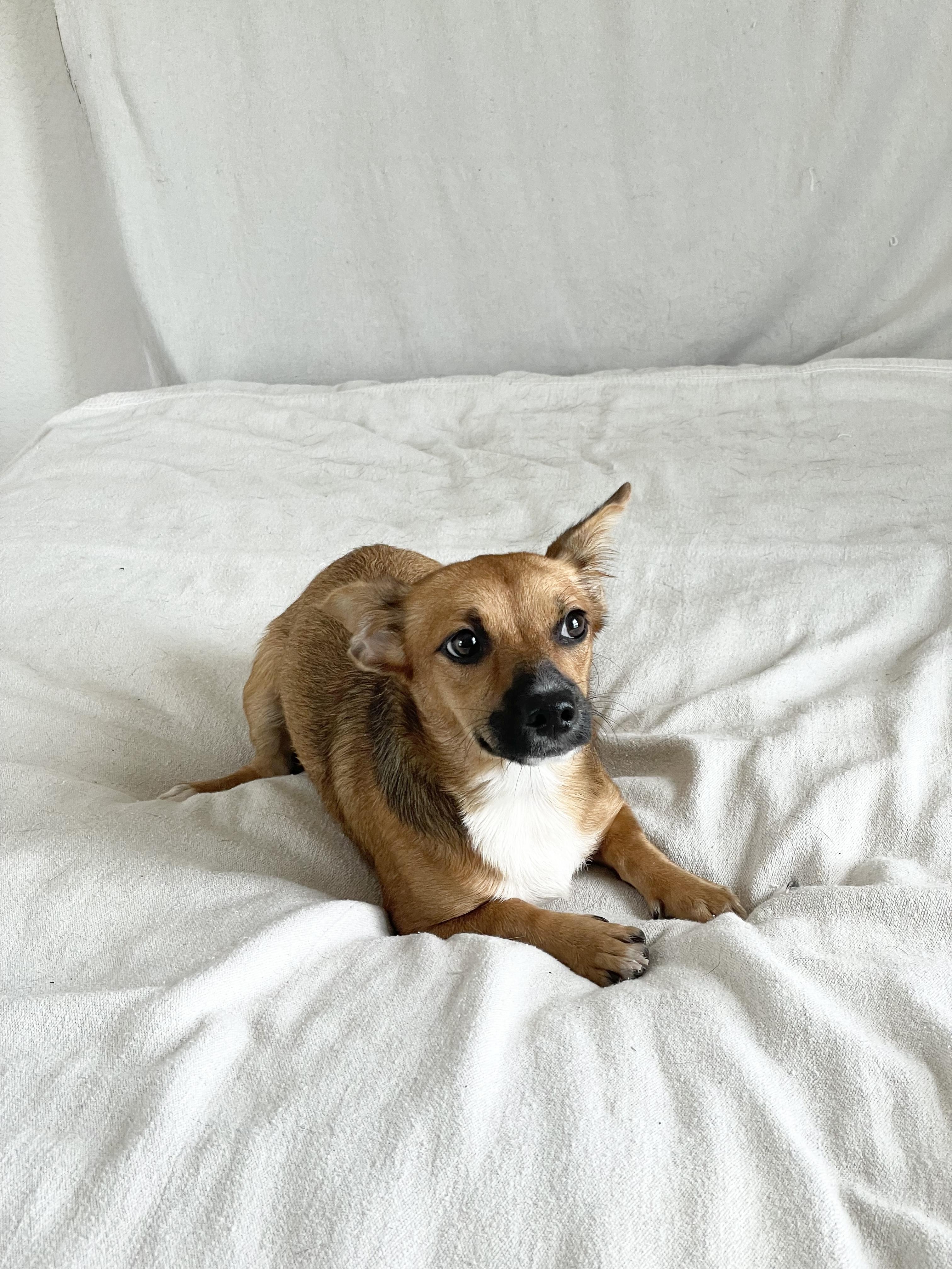 Enlarge Adorable Gabbana, a ADOPTABLE mixed breed in West Hartford , CT image 4/5