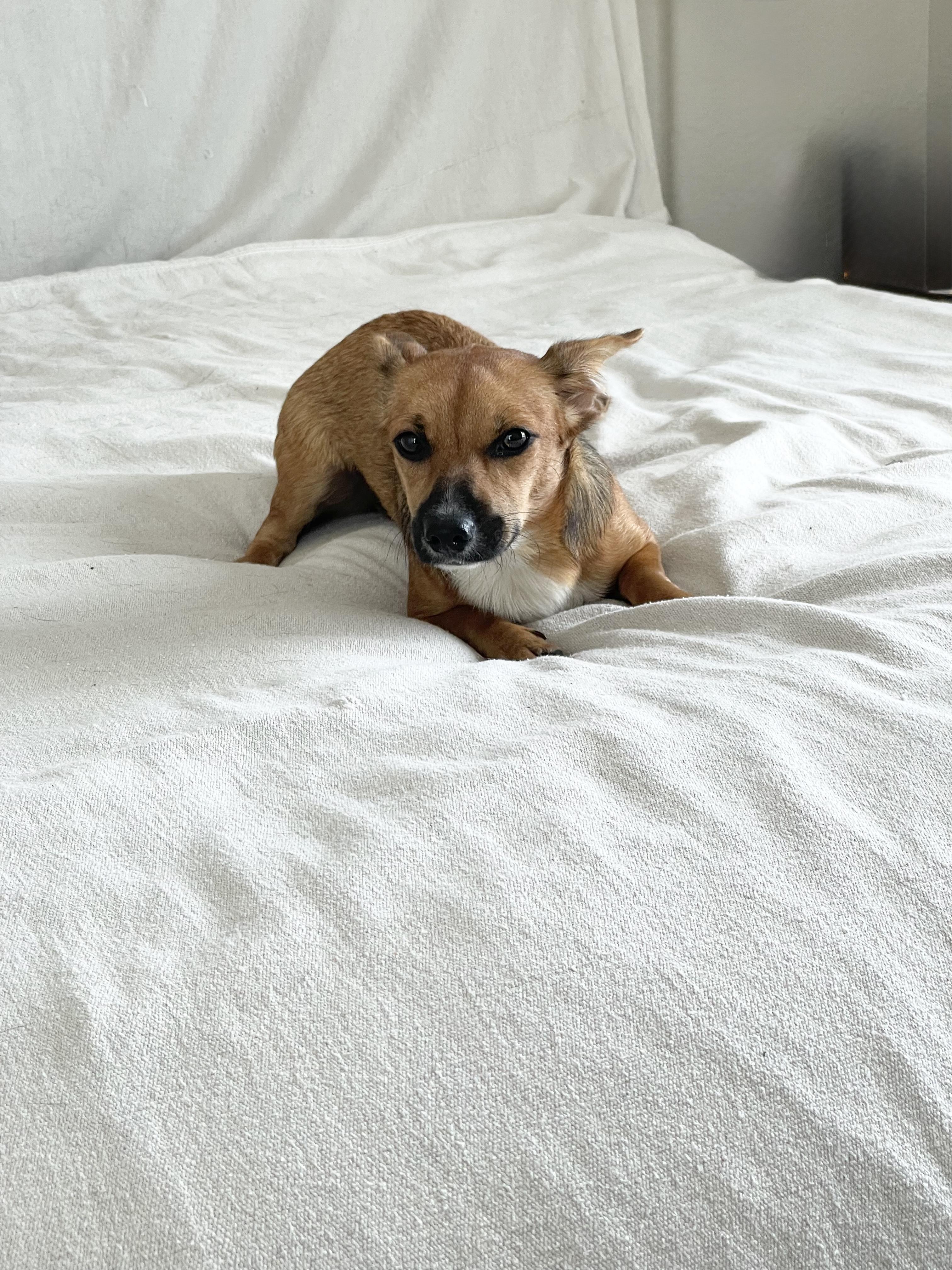 Enlarge Adorable Gabbana, a ADOPTABLE mixed breed in West Hartford , CT image 3/5
