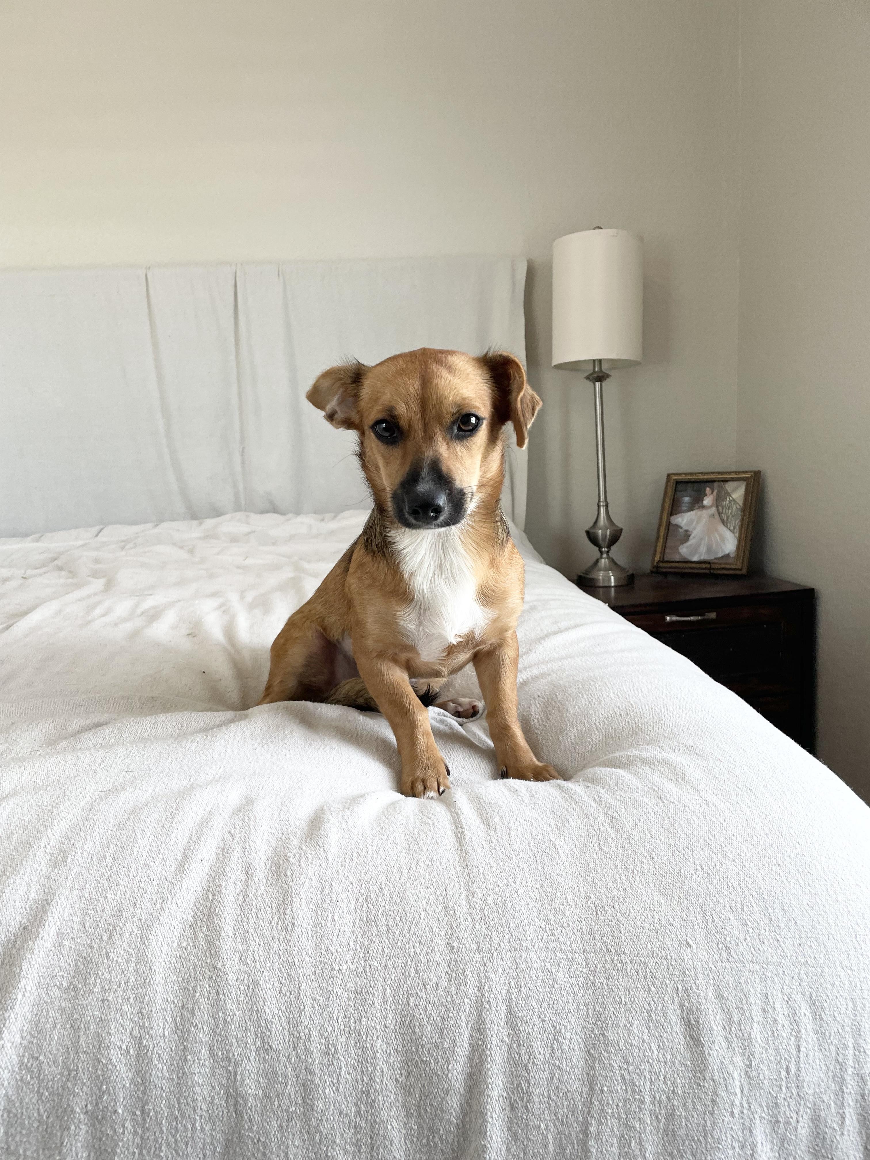 Enlarge Adorable Gabbana, a ADOPTABLE mixed breed in West Hartford , CT image 2/5