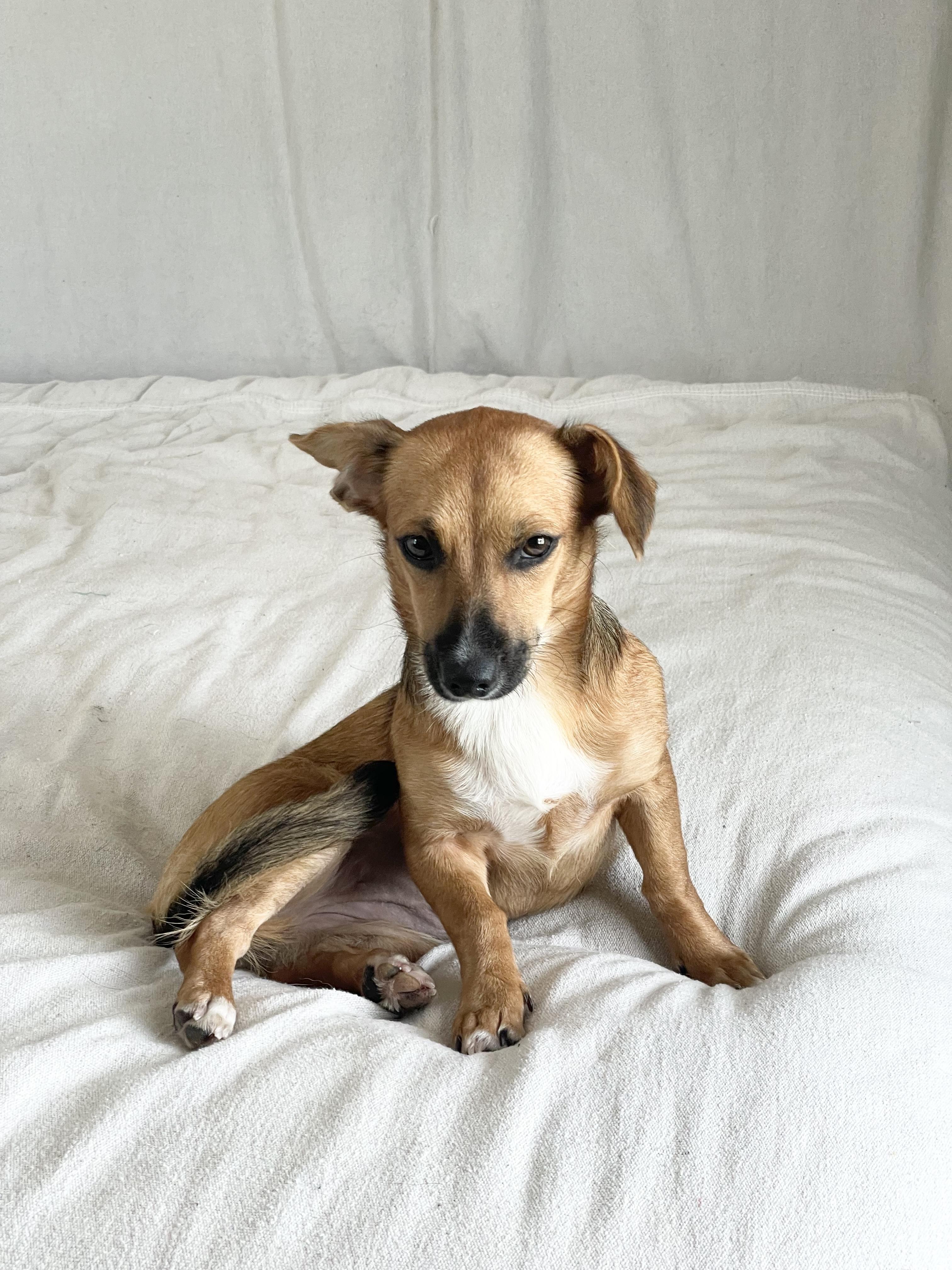 Adorable Gabbana, ADOPTABLE, Puppy Female Chiweenie & Chihuahua.