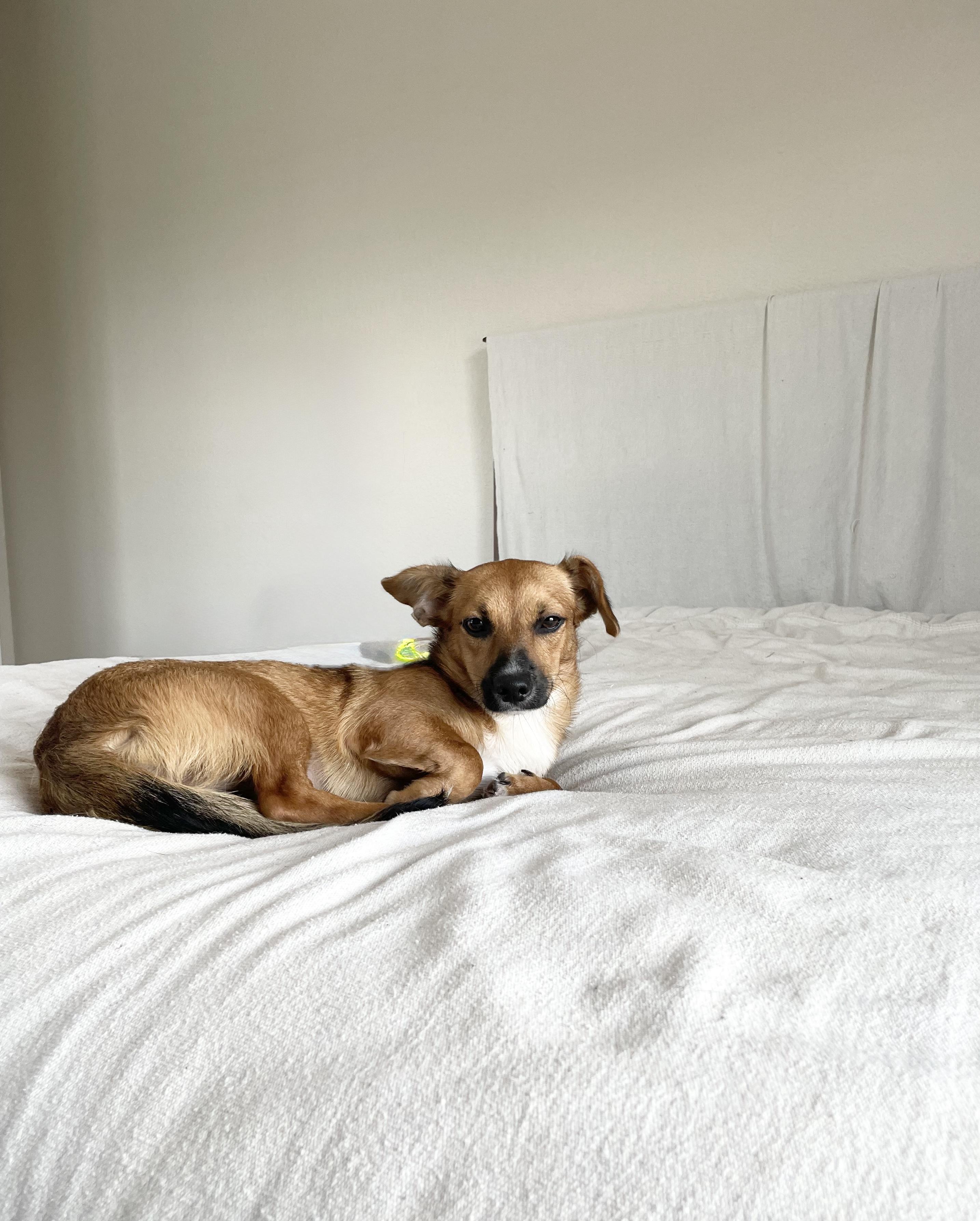 Enlarge Adorable Gabbana, a ADOPTABLE mixed breed in West Hartford , CT image 5/5