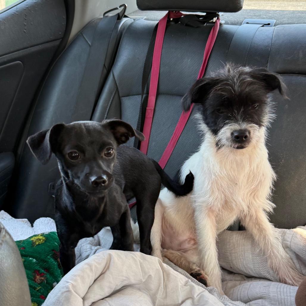 Charmer, Adoptable, Young Male Terrier.