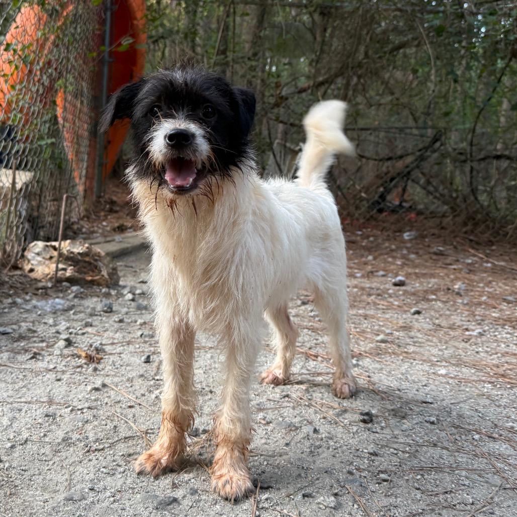 Enlarge Charmer, a Adoptable Terrier in Aberdeen, NC image 2/6