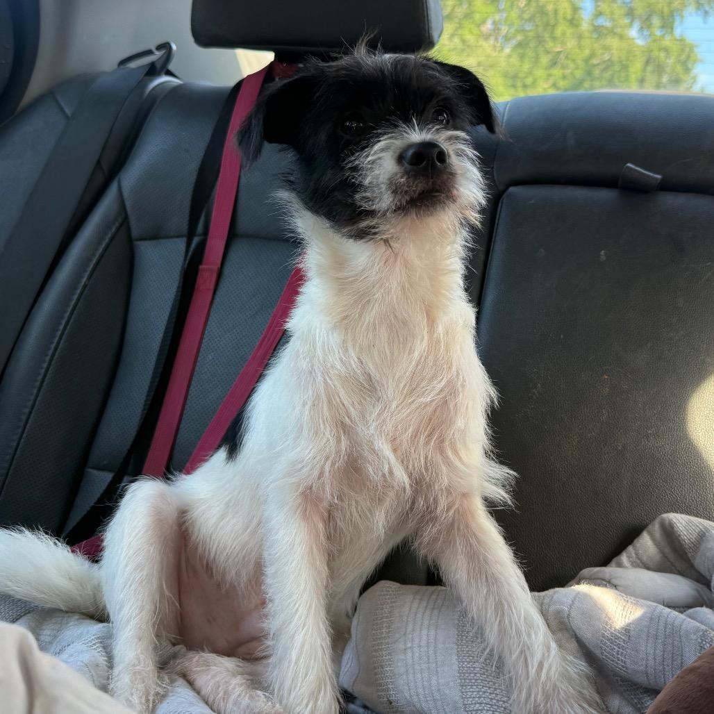 Enlarge Charmer, a Adoptable Terrier in Aberdeen, NC image 3/6