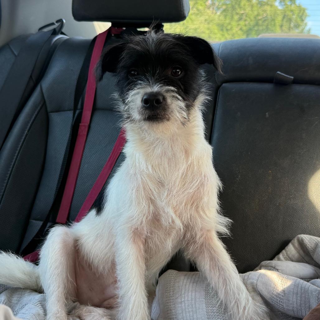 Enlarge Charmer, a Adoptable Terrier in Aberdeen, NC image 5/6