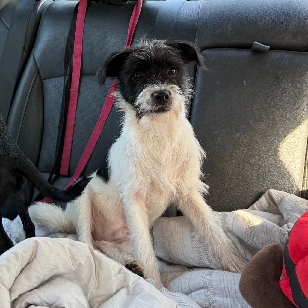 Enlarge Charmer, a Adoptable Terrier in Aberdeen, NC image 6/6
