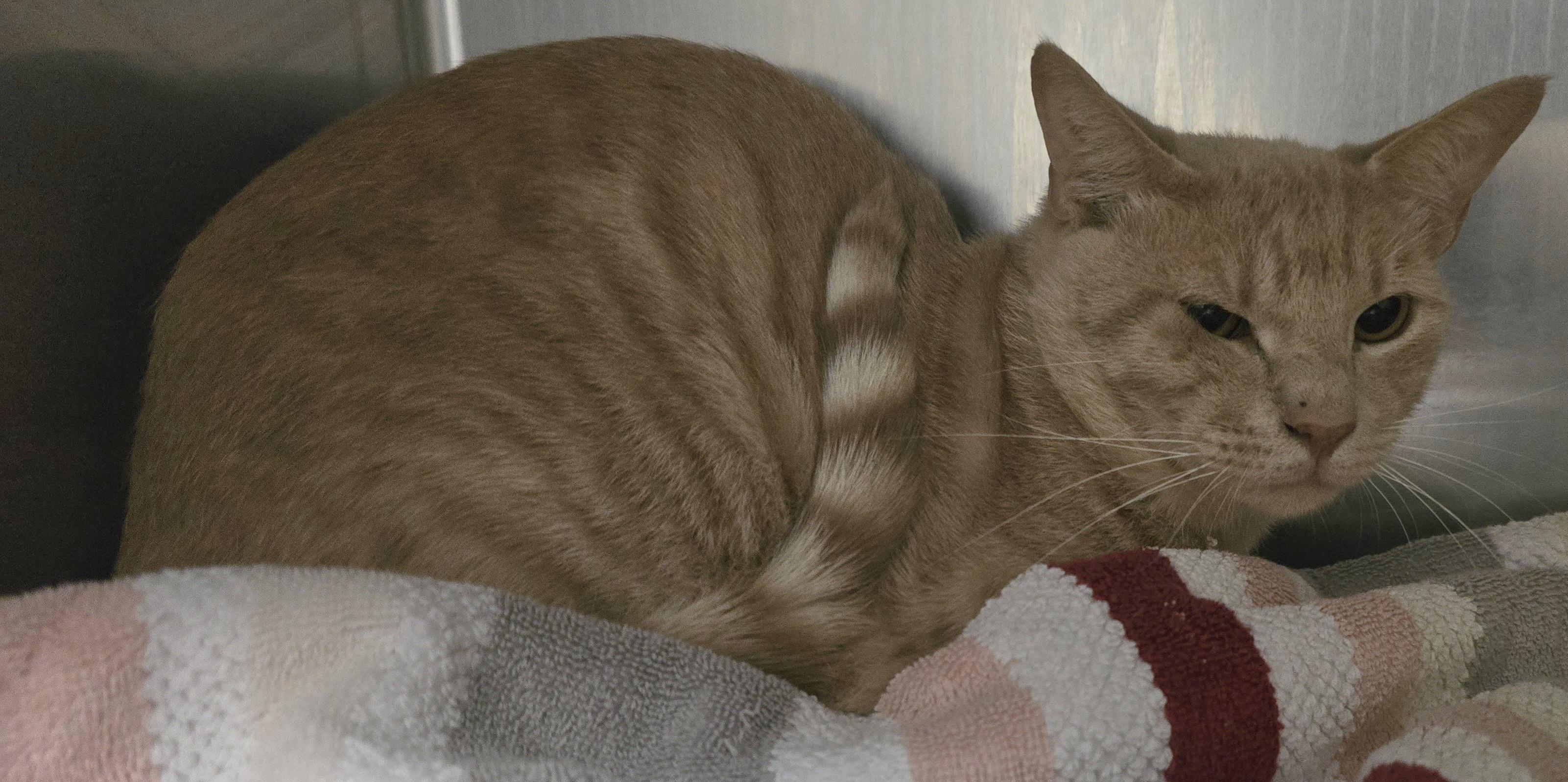 Phoenix, ADOPTABLE, Adult Male Domestic Short Hair.