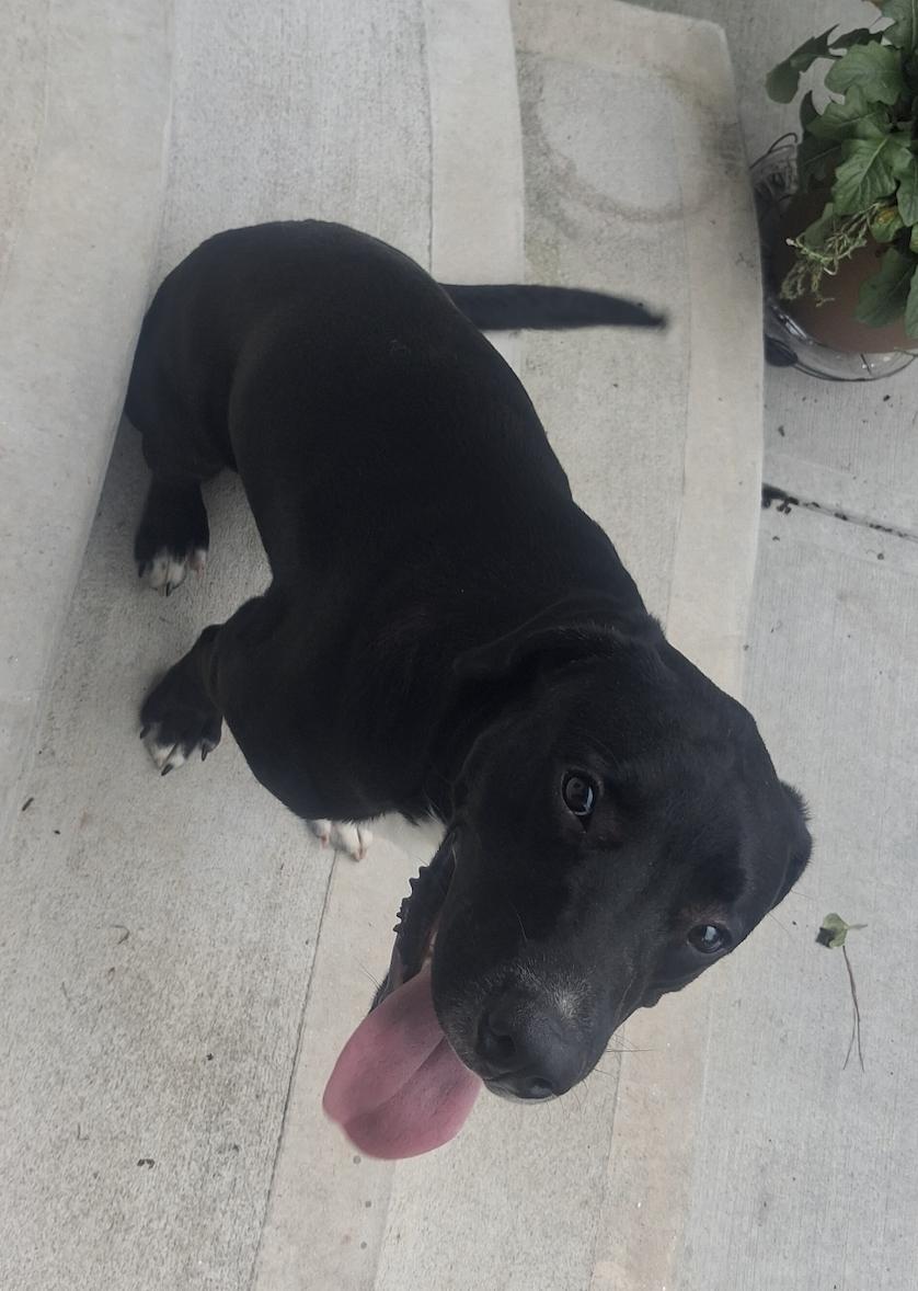 Skat, Adoptable, Young Male Great Dane & Great Pyrenees.