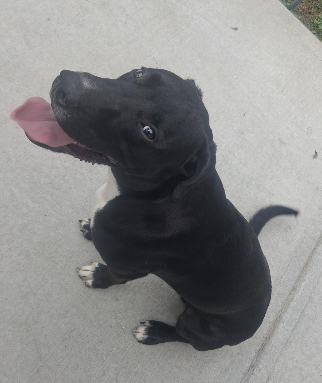 Enlarge Skat, a Adoptable mixed breed in Decatur, GA image 2/2