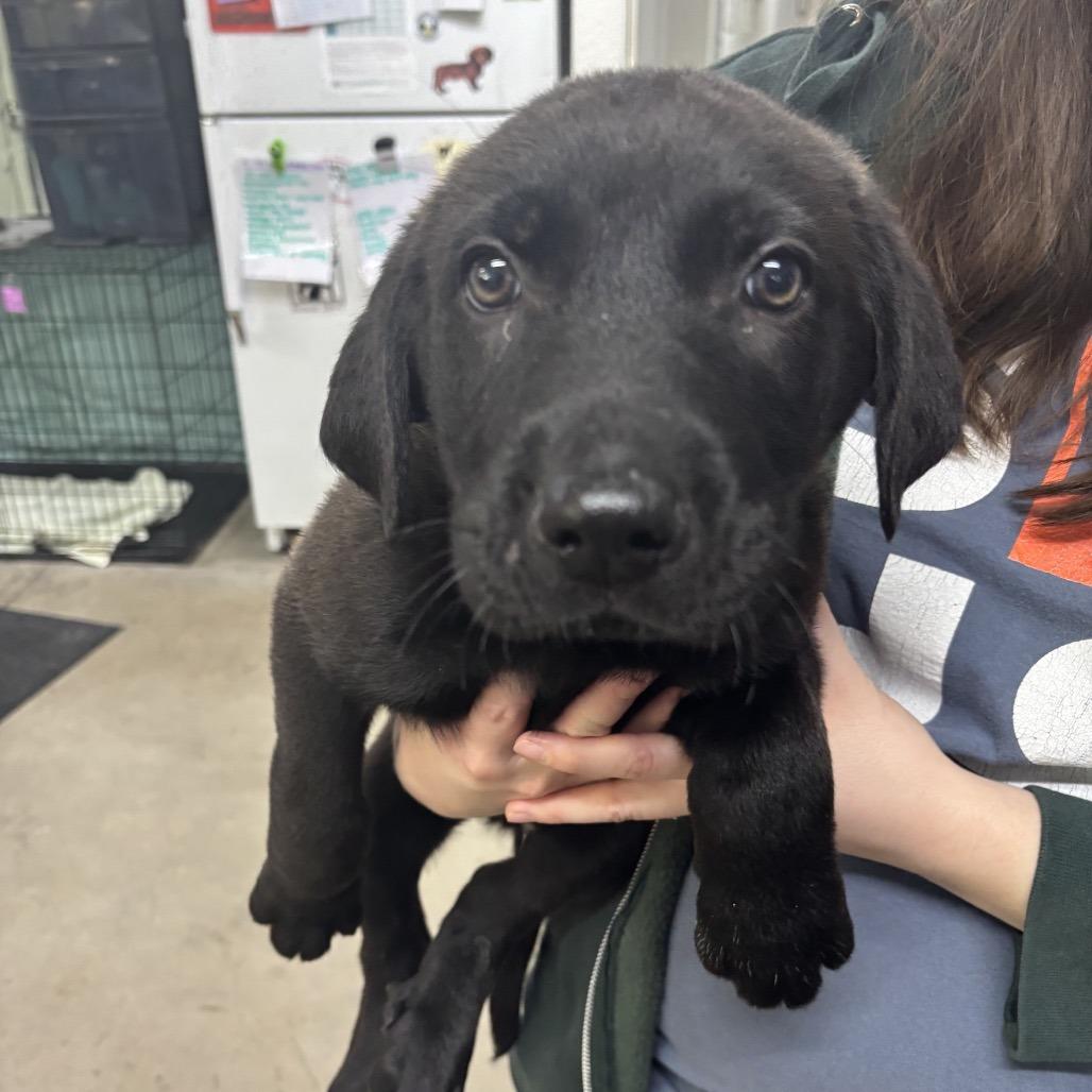 Clyde, Adoptable, Puppy Male Mixed Breed.