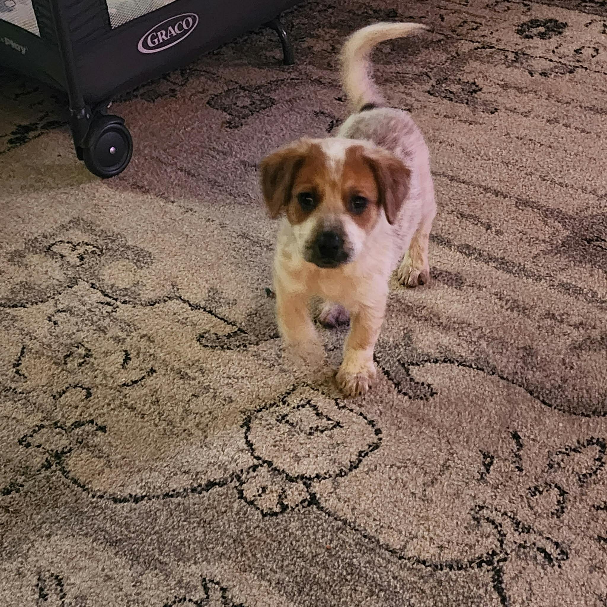 Darla, Adopted, Young Female Australian Cattle Dog / Blue Heeler & Golden Retriever.