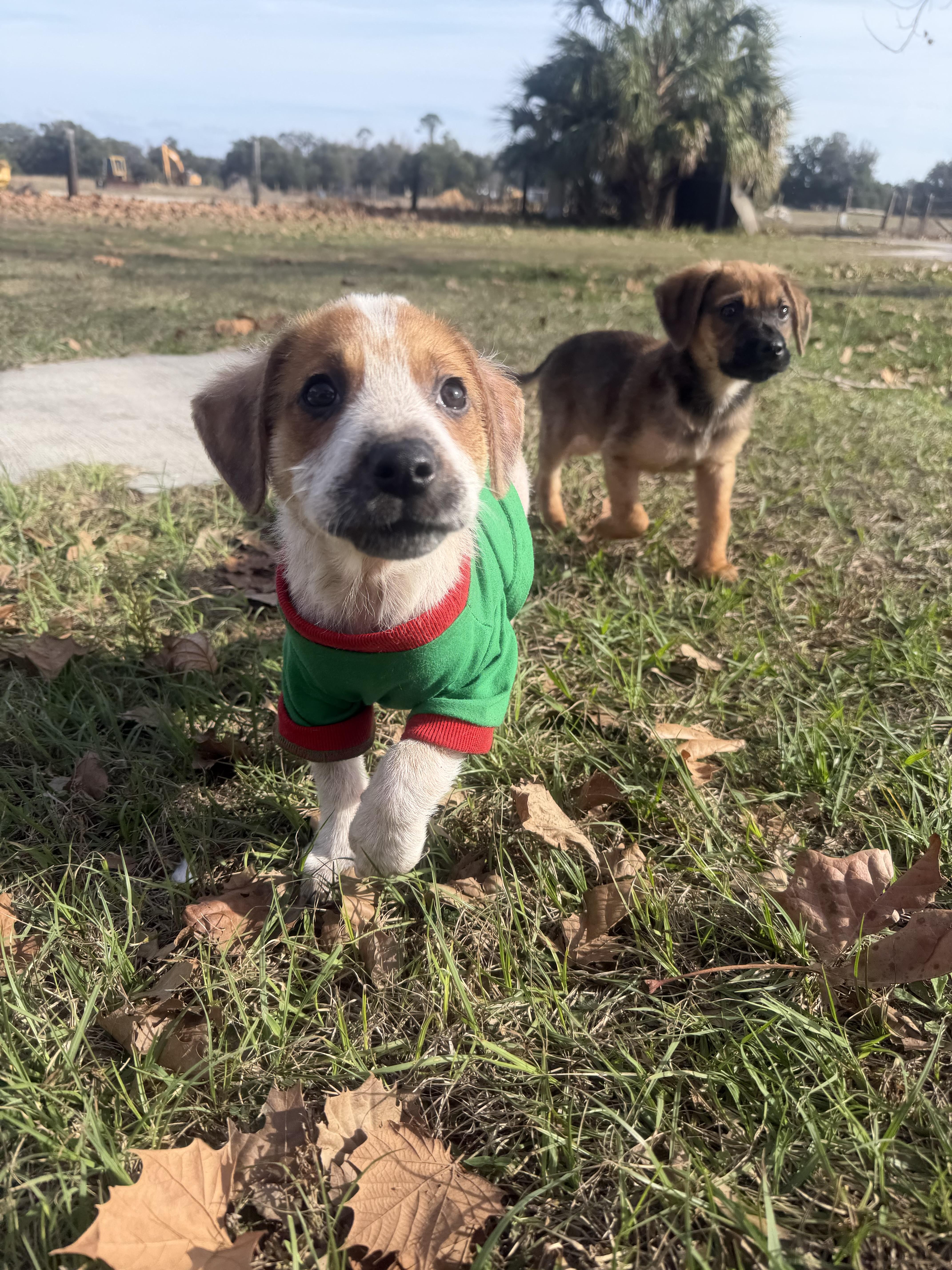 Enlarge Darla, a Adopted mixed breed in Bradenton, FL image 2/6