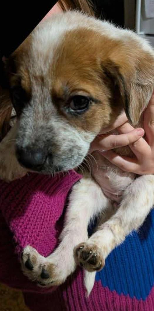 Enlarge Darla, a Adopted mixed breed in Bradenton, FL image 3/6