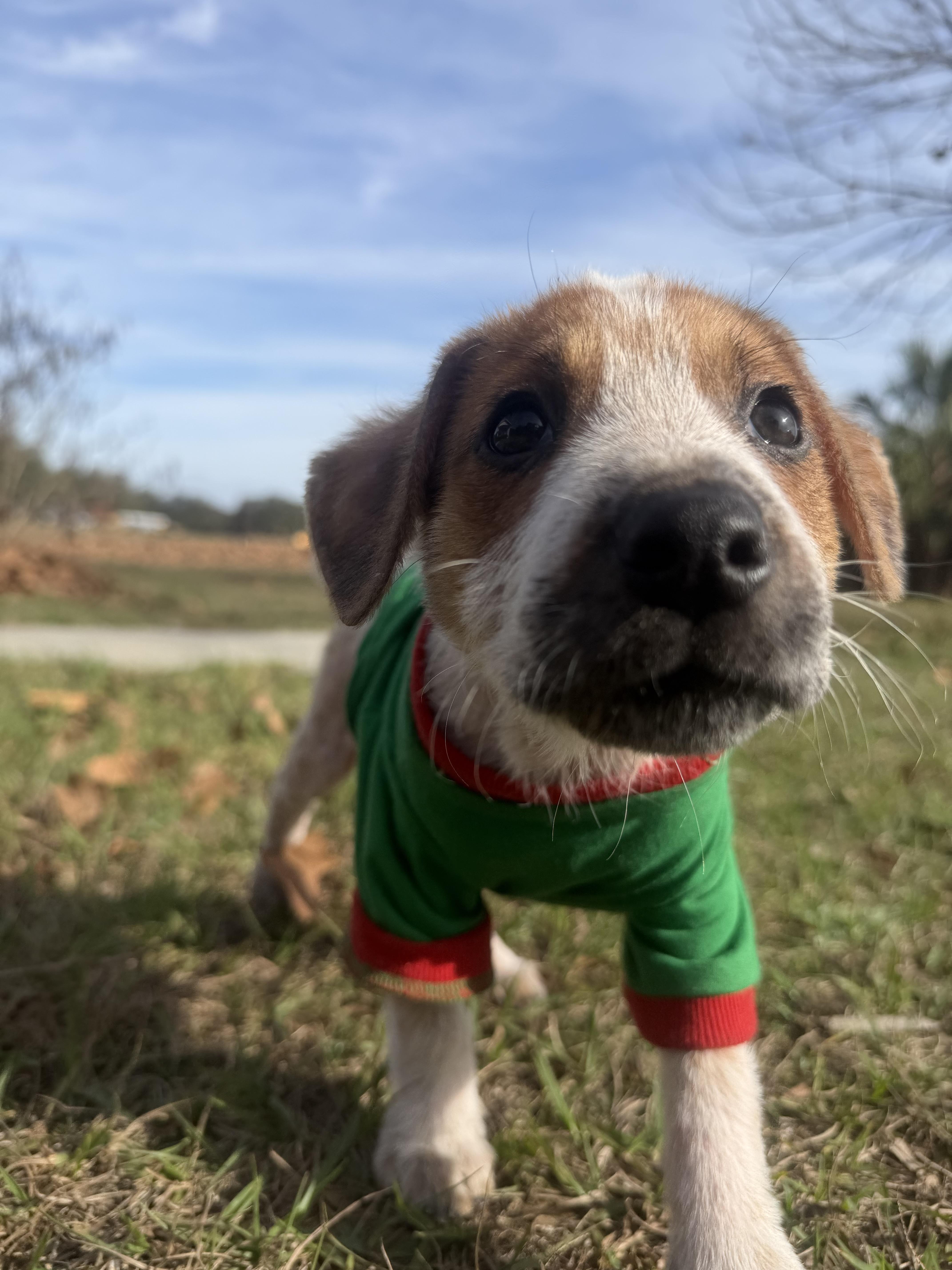 Enlarge Darla, a Adopted mixed breed in Bradenton, FL image 4/6
