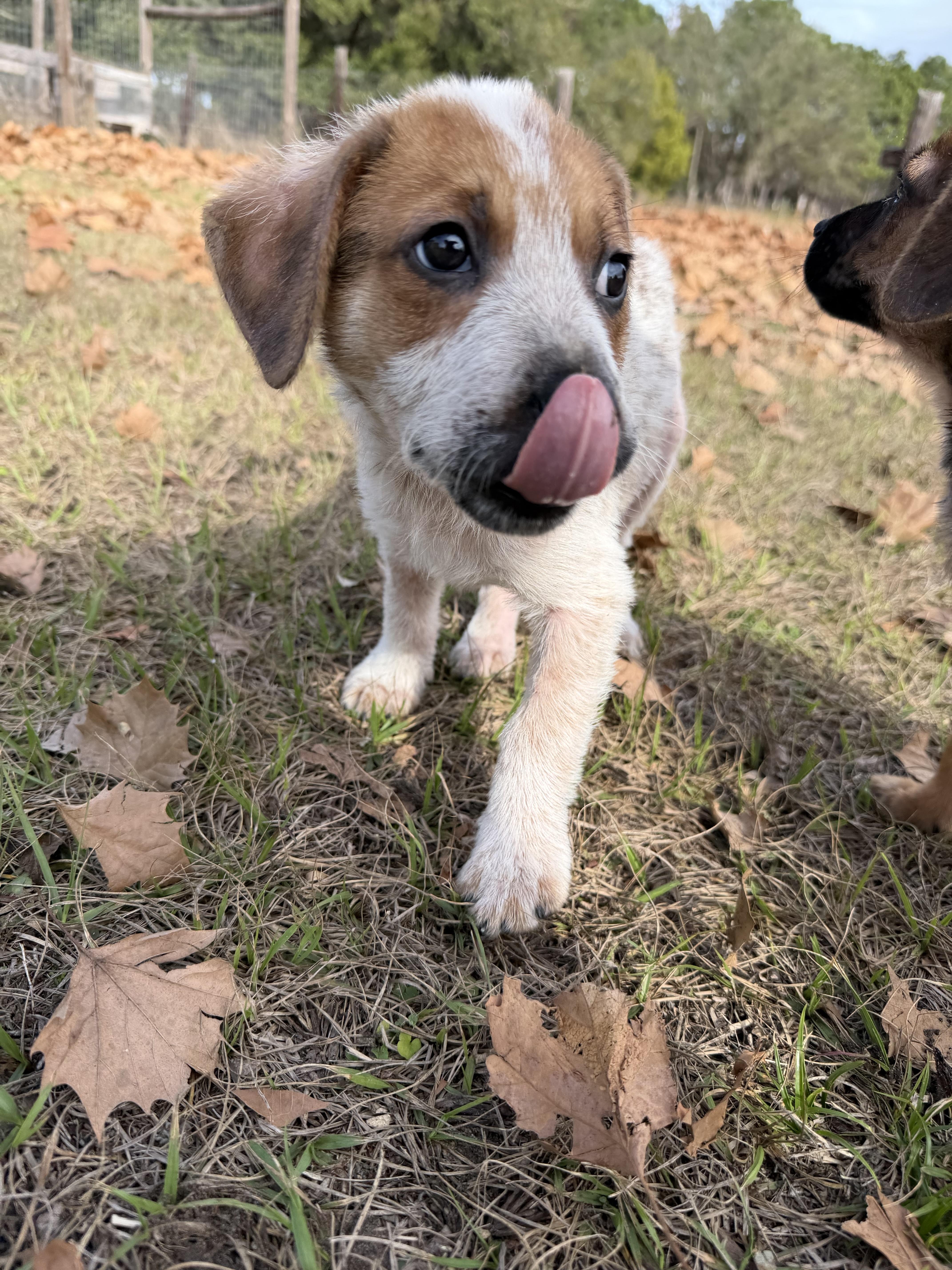 Enlarge Darla, a Adopted mixed breed in Bradenton, FL image 5/6