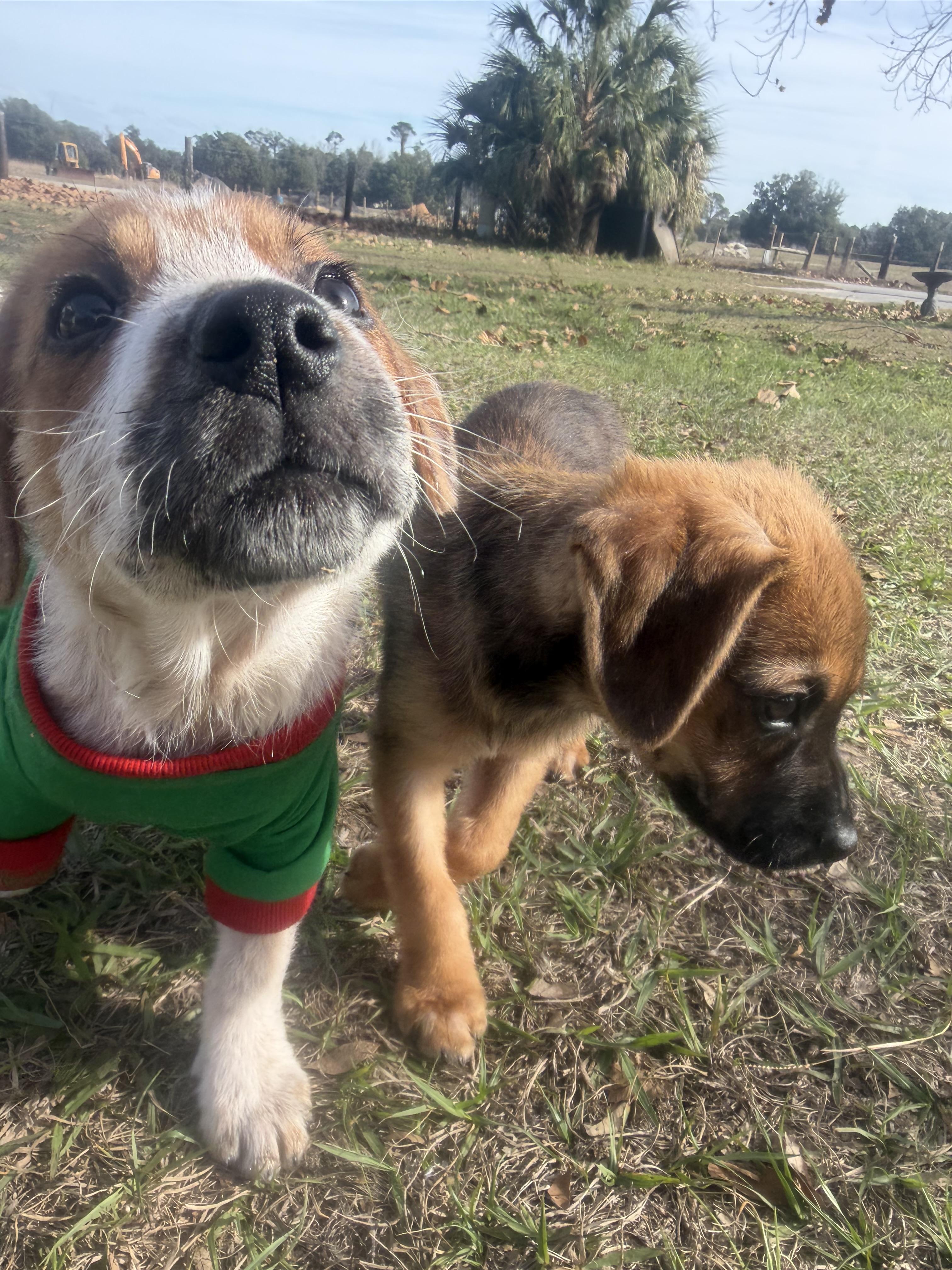 Enlarge Darla, a Adopted mixed breed in Bradenton, FL image 6/6