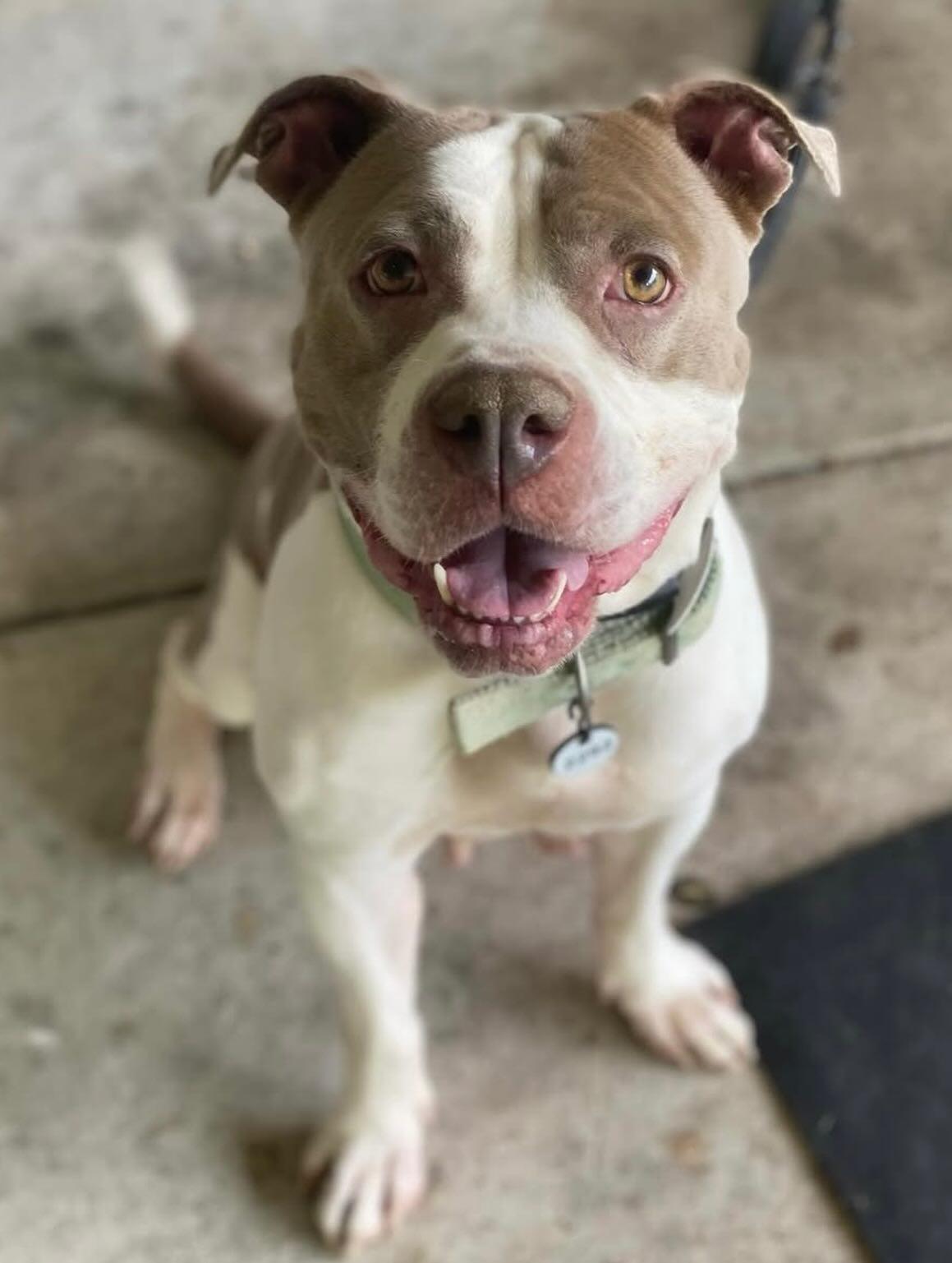 Sugar, a Adopted Pit Bull Terrier in Rockville, MD image 1/3