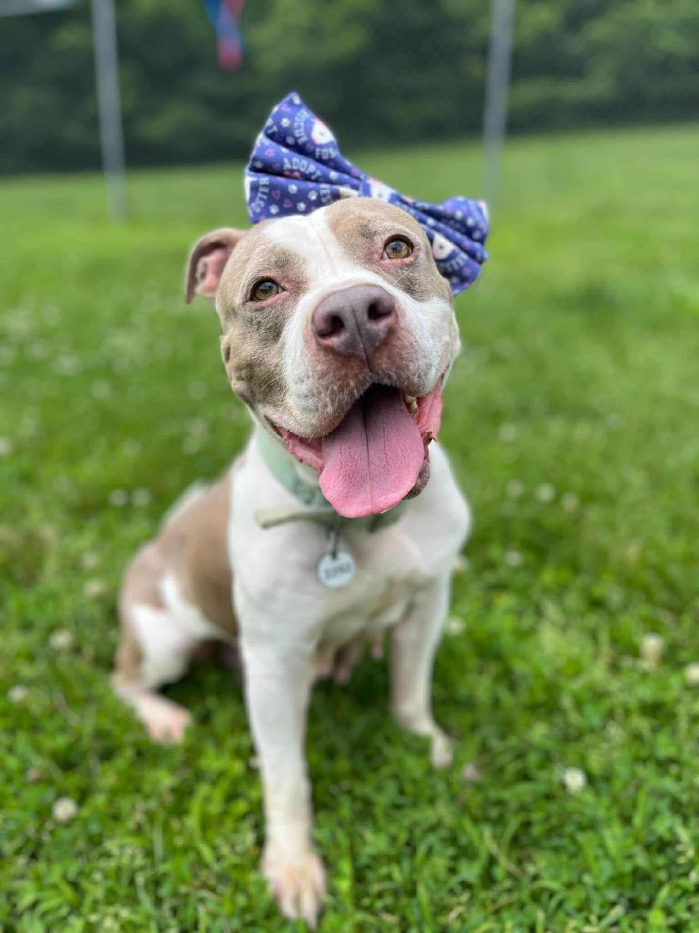 Sugar, a Adopted Pit Bull Terrier in Rockville, MD image 2/3
