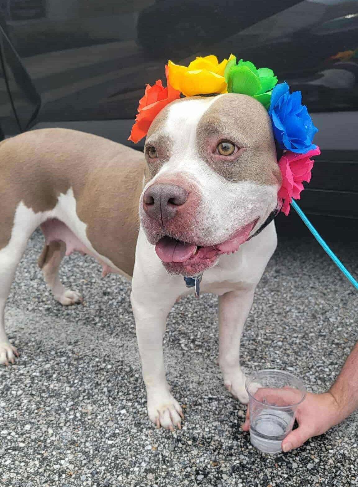Sugar, a Adopted Pit Bull Terrier in Rockville, MD image 3/3