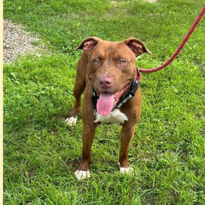 Enlarge Kia, a Adoptable mixed breed in Paris, IL image 1/1