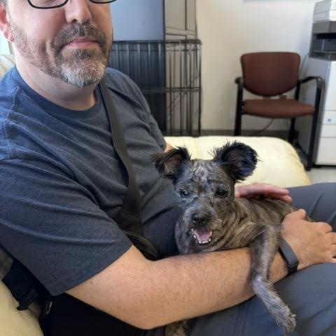 Enlarge Izzy, a ADOPTABLE mixed breed in Holland, MI image 2/5
