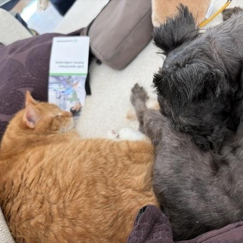 Enlarge Izzy, a ADOPTABLE mixed breed in Holland, MI image 5/5