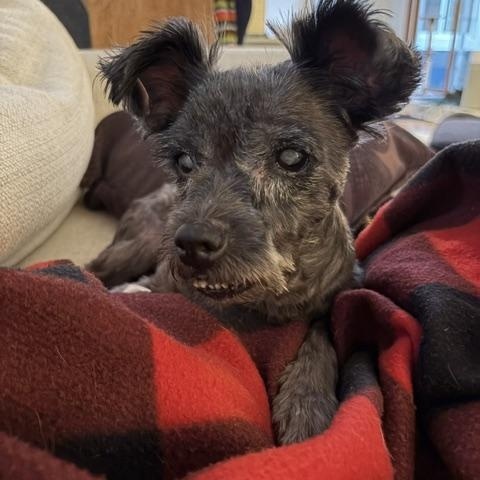 Izzy, ADOPTABLE, Senior Female Miniature Schnauzer.