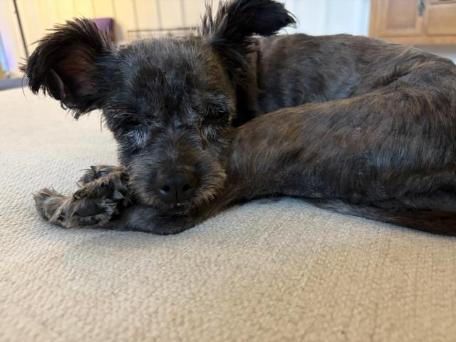 Enlarge Izzy, a ADOPTABLE mixed breed in Holland, MI image 3/5
