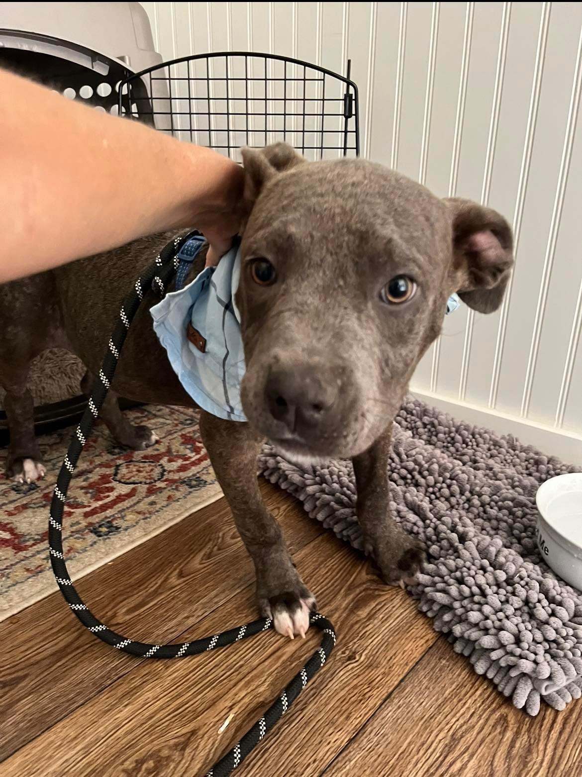 Enlarge Blue, a Adopted Pit Bull Terrier in Arlee, MT image 1/3